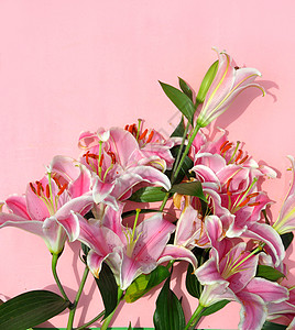 纯色背景上的百合花图片