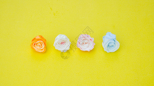 彩色玫瑰花鲜花黄色背景上的玫瑰背景