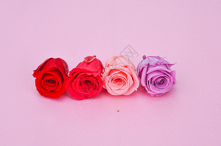 粉色背景上的迷你玫瑰花背景图片