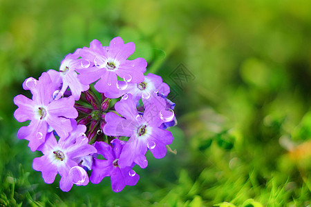 紫花兰花背景