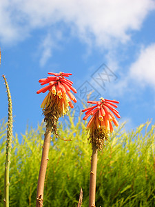 夏日阳光下的红色无名花图片