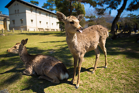 京都奈良的小鹿图片