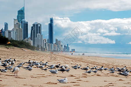 海边海鸥边框澳大利亚海边背景