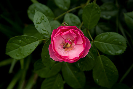 花与蜜蜂图片