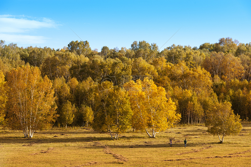 秋天的白桦林高清图片下载-正版图片500351996-摄图网