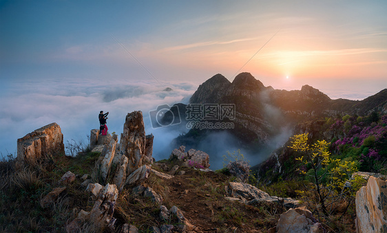 云海杜鹃花图片