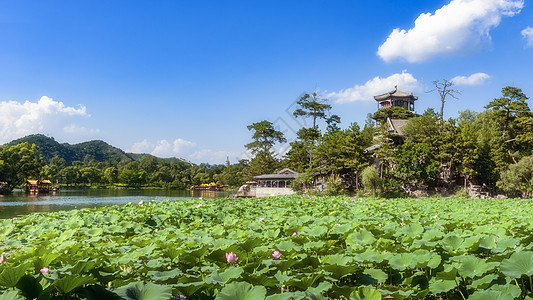 夏季池塘承德避暑山庄的松涛阁荷花池背景