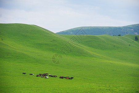 高山牧马背景图片