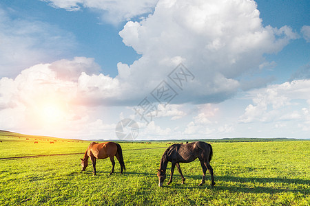 纳帕海的马背景图片