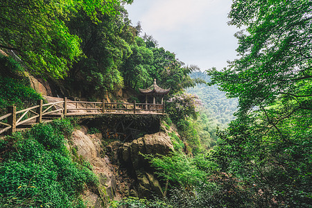 花卉背景图片