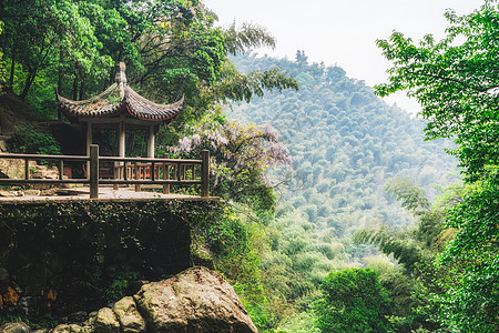 花卉背景图片