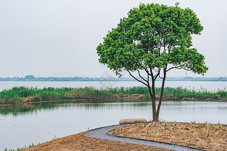 德清下渚湖湿地图片