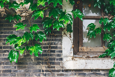 窗台边的绿色植物图片