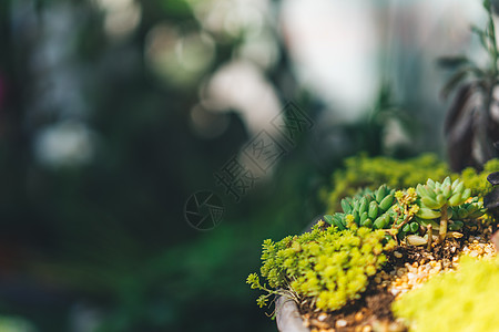 森林花海花草树木植物背景