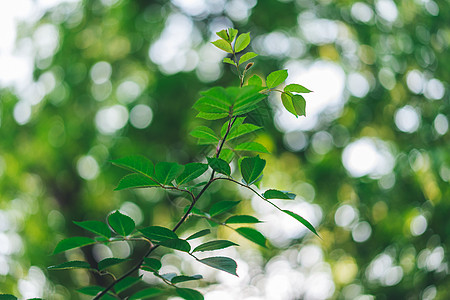 植物园花草树木图片