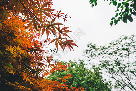 花草树木植物图片