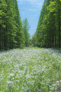 生机东平森林公园背景