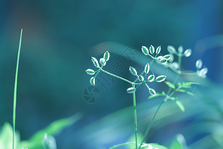 野草背景