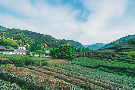 西湖梅家坞茶园背景