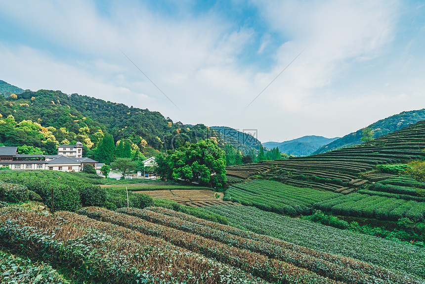 梅家坞茶园图片