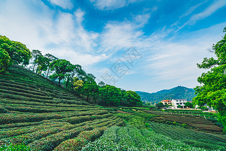 梅家坞茶园背景