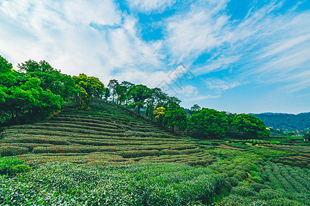 梅家坞茶园图片