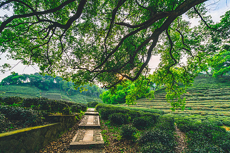 梅家坞茶园背景图片