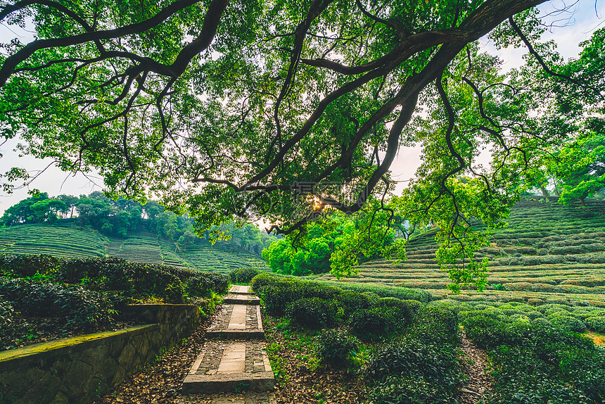 梅家坞茶园图片