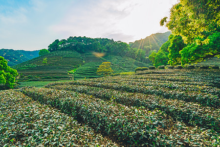 梅家坞茶园背景