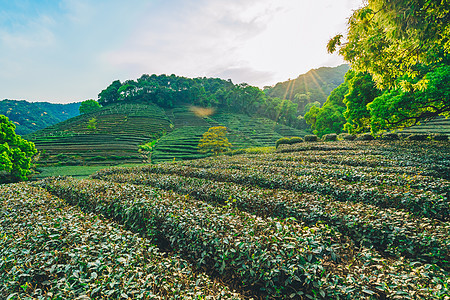 梅家坞茶园背景图片