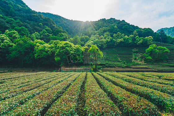 梅家坞茶园图片