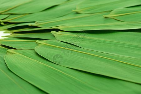 端午端午节绿色粽叶包背景图片