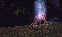 森林里的鹿精灵幻化成星河图片