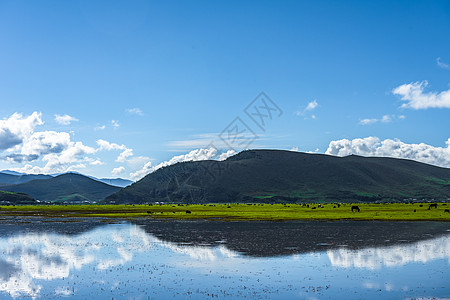 高山杜鹃花香格里拉的春天背景