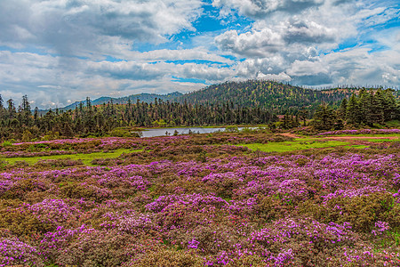 湿地湖泊春暖花开背景