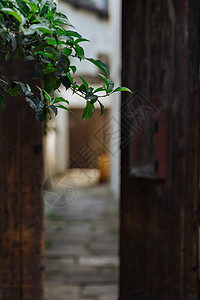 杭州建筑杭州小河直街上的绿植背景