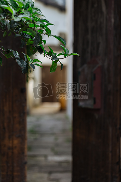 杭州小河直街上的绿植图片