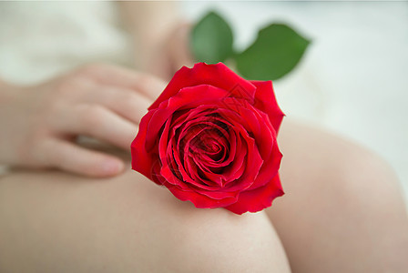 一朵盛开花朵一朵红色玫瑰放在年轻女性的双腿上背景