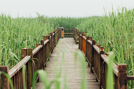 德清下渚湖湿地背景