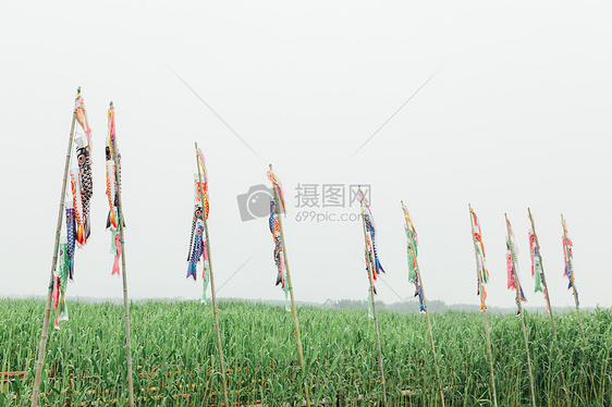 德清下渚湖湿地图片