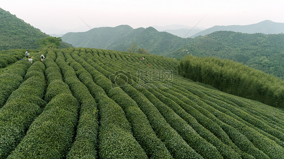 自然茶园茶叶采茶人图片