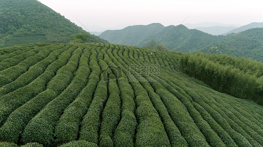 自然茶园茶叶采茶人图片