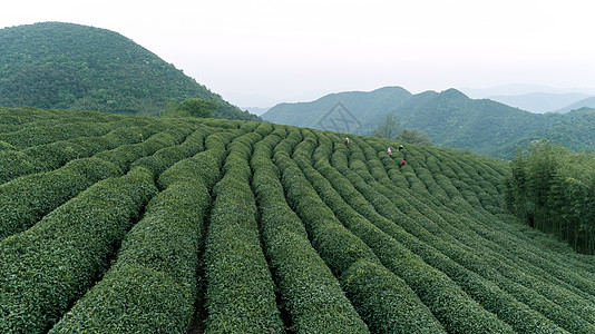 自然茶园茶叶采茶人背景