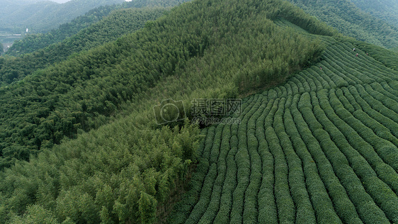 自然茶园茶叶采茶人图片