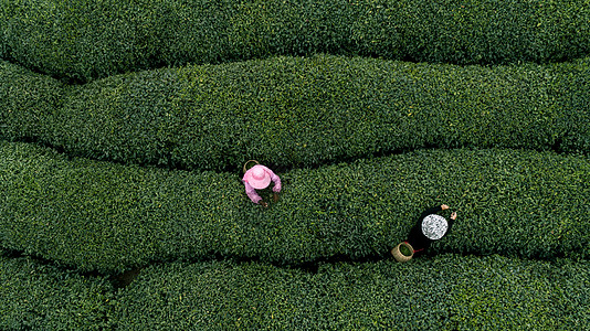 采摘茶自然茶园茶叶采茶人背景