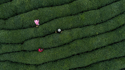 自然茶园茶叶采茶人图片