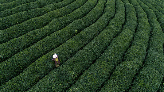 绿色卡通茶树花自然茶园茶叶采茶人背景