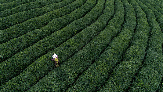 自然茶园茶叶采茶人背景图片