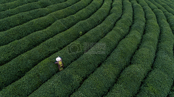 自然茶园茶叶采茶人图片