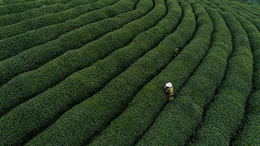 西湖龍井茶自然茶园茶叶采茶人背景